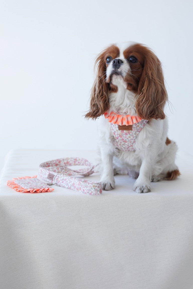 PETS - SPECIAL PRICES