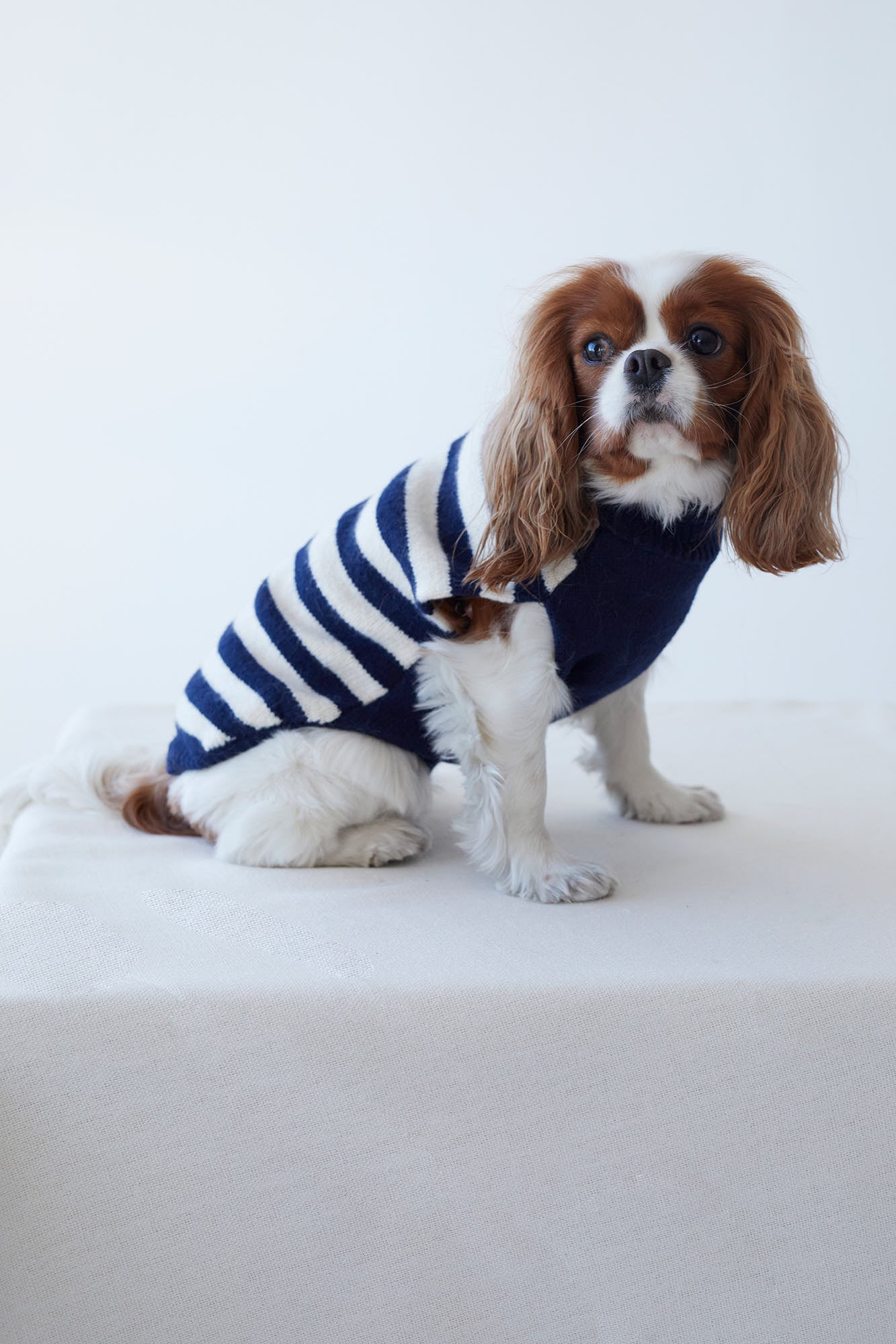 JERSEY PETS BLEU MARINE
